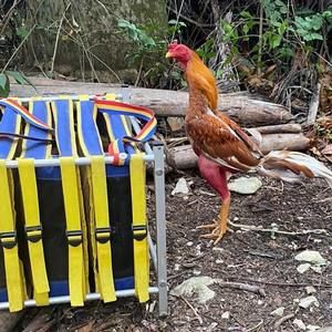 Meet your Posher, Larry